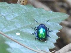 Platycorynus chalybaeus