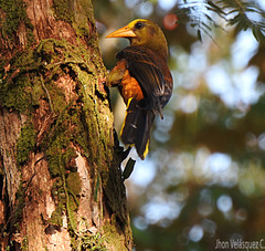 Psarocolius angustifrons neglectus