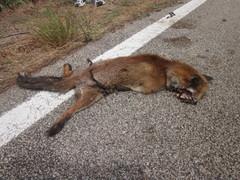 Vulpes vulpes ichnusae