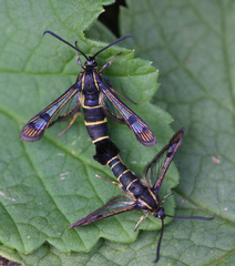 Synanthedon tipuliformis