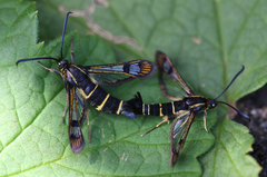 Synanthedon tipuliformis