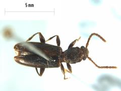 Cryptamorpha brevicornis