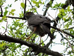 Accipiter bicolor
