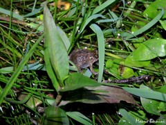 Pseudopaludicola falcipes