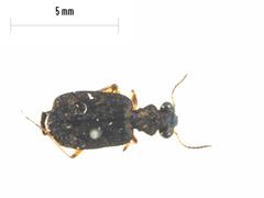 Scopodes