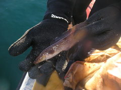 Shore Rockling photo 3