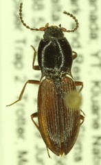 Berninelsonius hyperboreus