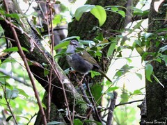 Myiothlypis leucoblephara