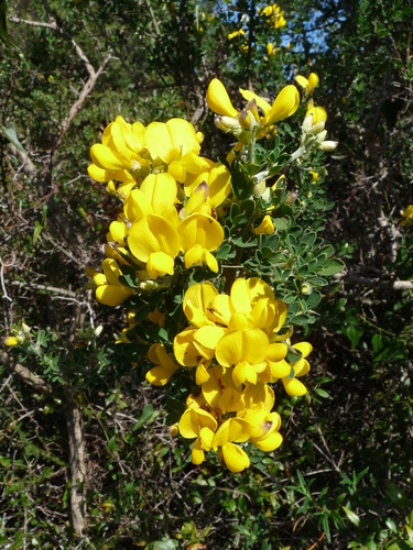Spiny Broom