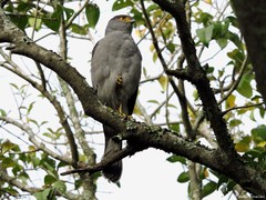 Accipiter bicolor
