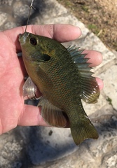 Lepomis miniatus