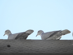 Streptopelia decaocto