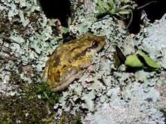 Scinax nasicus