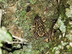 Scinax nasicus