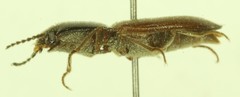 Berninelsonius hyperboreus