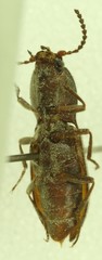 Berninelsonius hyperboreus