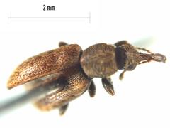 Rhinorhynchus rufulus