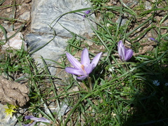 Crocus minimus