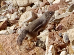 Ammospermophilus interpres