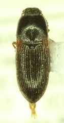 Hypnoidus bicolor