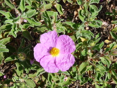 Cistus