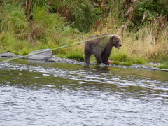 Ursus arctos middendorffi