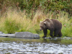 Ursus arctos middendorffi
