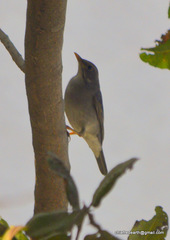 Turdus unicolor