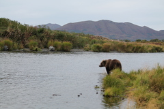 Ursus arctos middendorffi