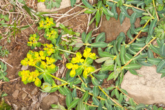 Euphorbia verrucosa