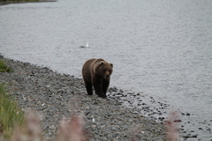 Ursus arctos middendorffi