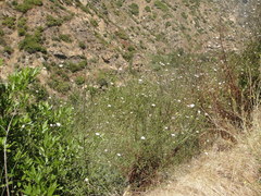 Rafinesquia californica