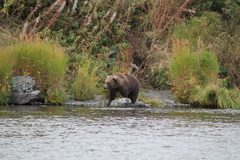 Ursus arctos middendorffi