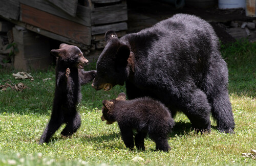 American Black Bear photographed in North Carolina