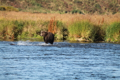 Ursus arctos middendorffi