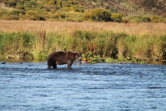 Ursus arctos middendorffi