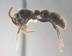 Cerapachys sulcinodis