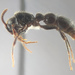 Asian Raider Ant - Photo (c) Steven Wang, some rights reserved (CC BY-NC), uploaded by Steven Wang