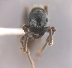 Cerapachys sulcinodis