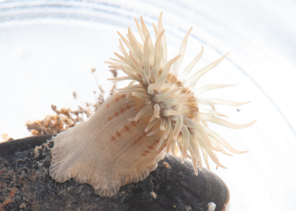 Aiptasiogeton