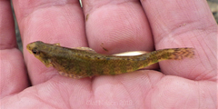 Etheostoma zonale