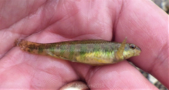 Etheostoma zonale