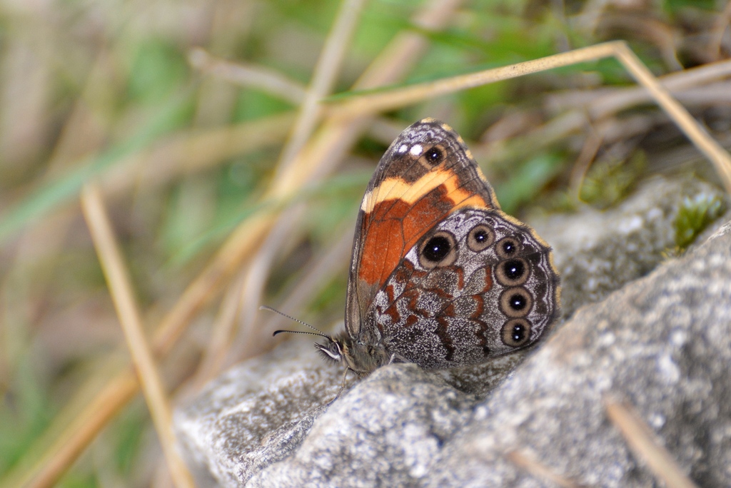 Chonala praeusta