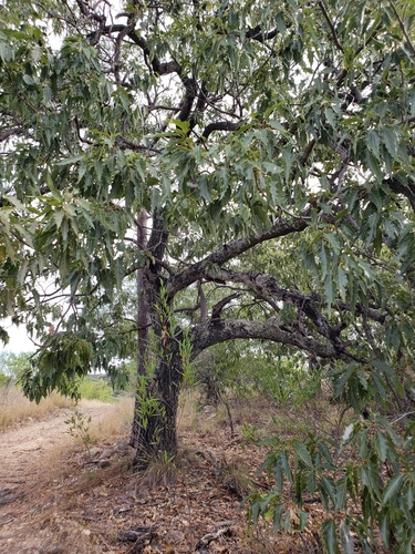 Cusi Oak