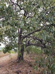 Quercus albocincta