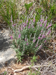 Teucrium marum