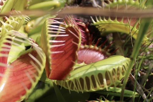 Dionaea muscipula