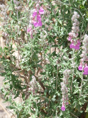 Teucrium marum