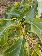 Quercus albocincta