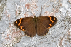 Chonala praeusta